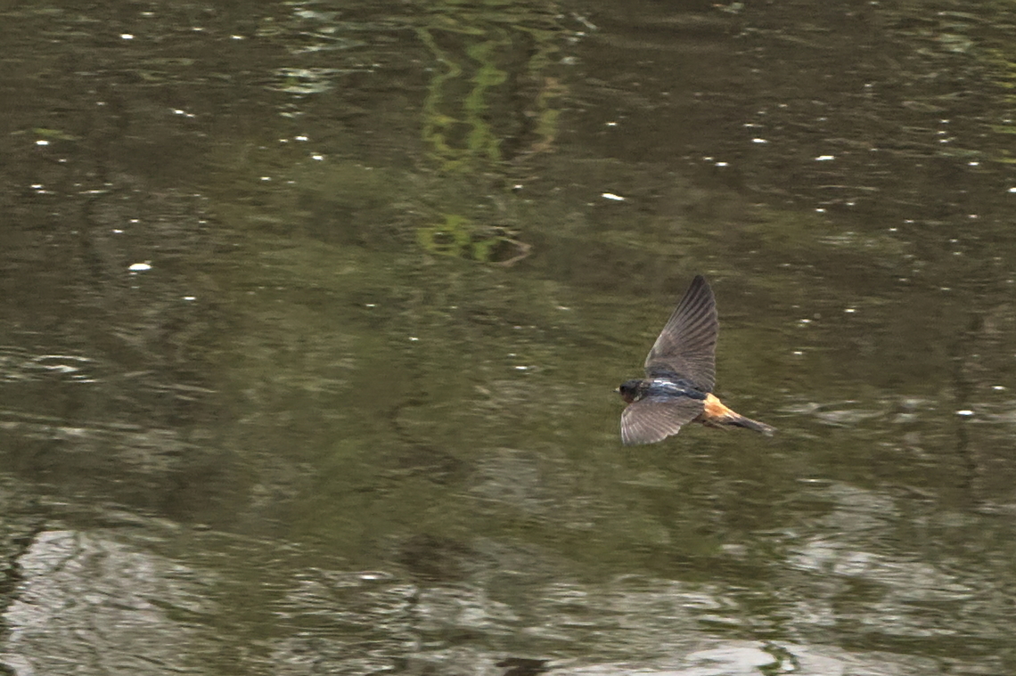 Red-throated Cliff Swallow  Angola,Geotagged,Petrochelidon rufigula,Red-throated cliff swallow,Winter