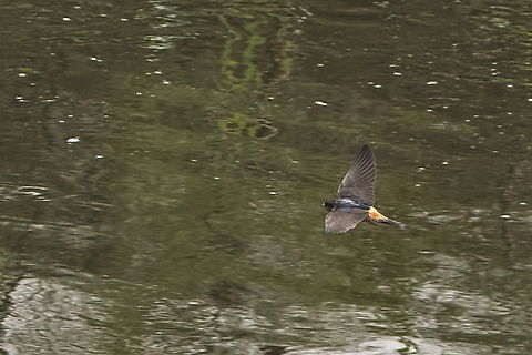 Red-throated cliff swallow