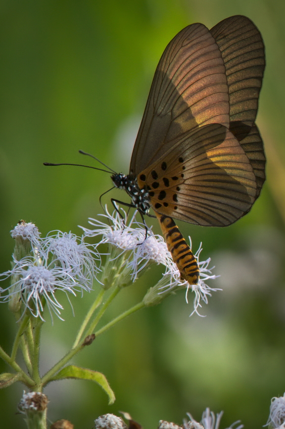 Butterfly No. 2 needing ID Angola,Bematistes aganice,Fall,Geotagged,Wanderer