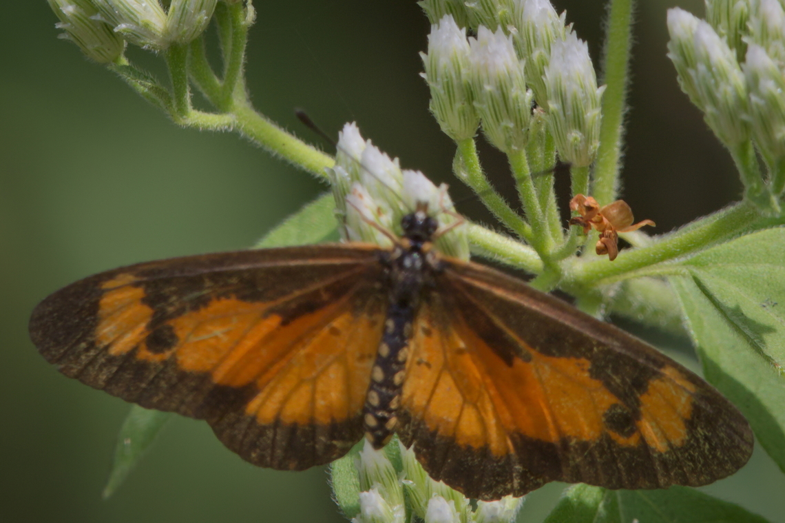 Butterfly Acraea serena ID needs confirmation Acraea serena,Angola,Dancing Acraea,Fall,Geotagged