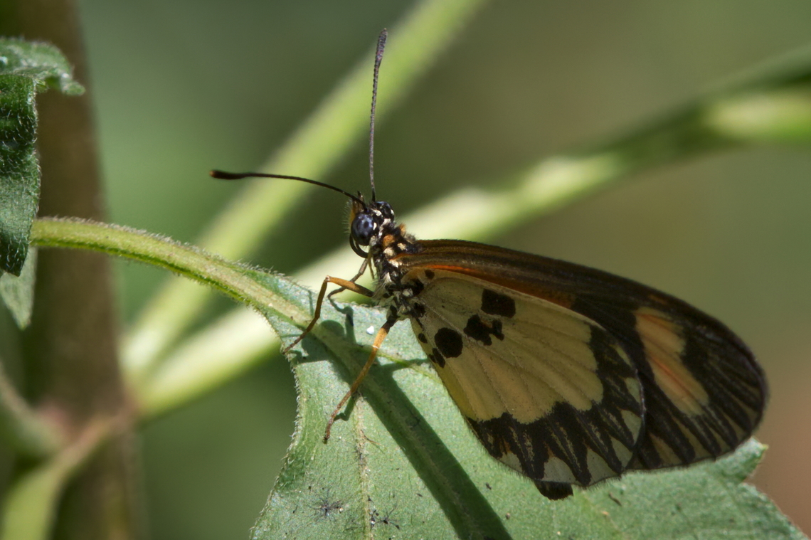 Acraea_sp. needing ID Acraea bonasia,Angola,Bonasia acraea,Fall,Geotagged