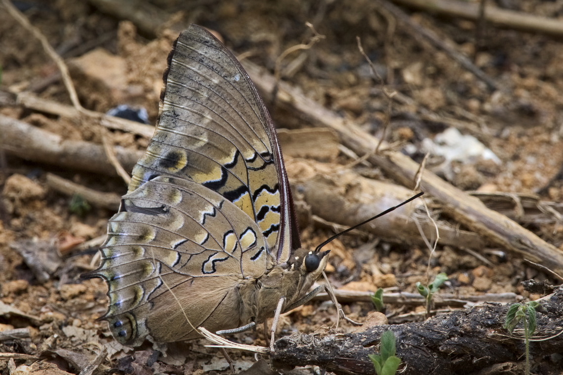 Charaxes_sp. ID needs confirmation Angola,Fall,Geotagged