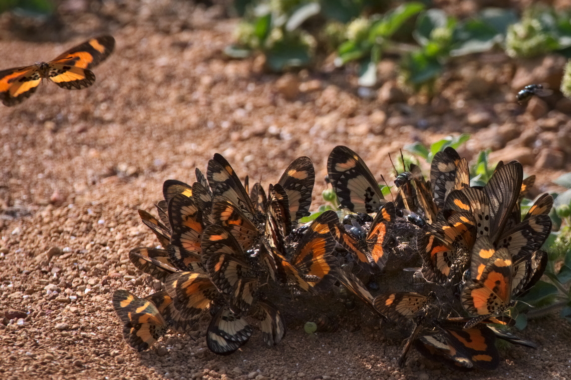 Butterflies Nymphalidae family needing ID Angola,Fall,Geotagged