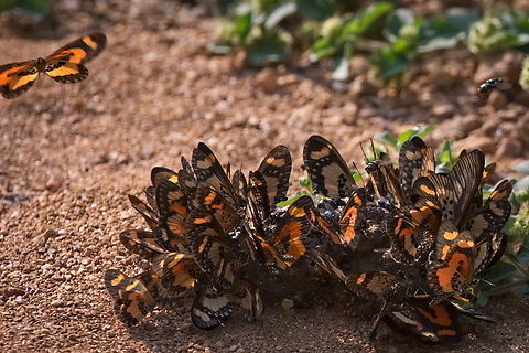 Butterflies Nymphalidae family needing ID Angola,Fall,Geotagged