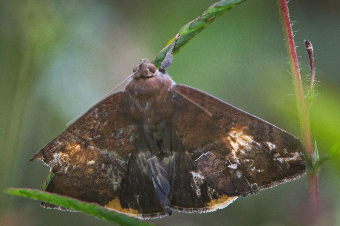 Butterfly Erebinae_sp. needing ID Angola,Fall,Geotagged