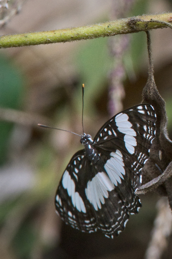 Neptis_laeta ID need confirmation Angola,Common sailer,Fall,Geotagged,Neptis laeta