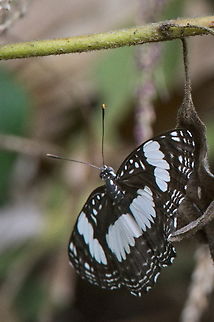 Neptis_laeta ID need confirmation Angola,Common sailer,Fall,Geotagged,Neptis laeta