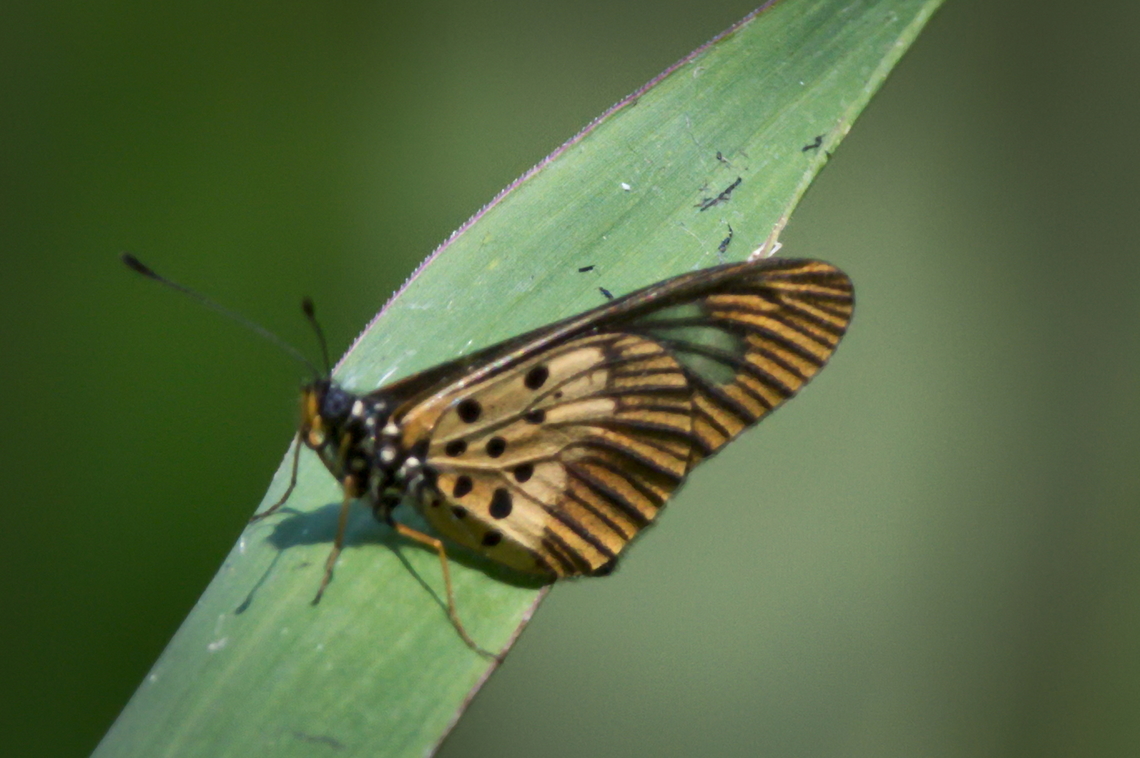 Butterfly Papilionoidea family needing ID Angola,Fall,Geotagged