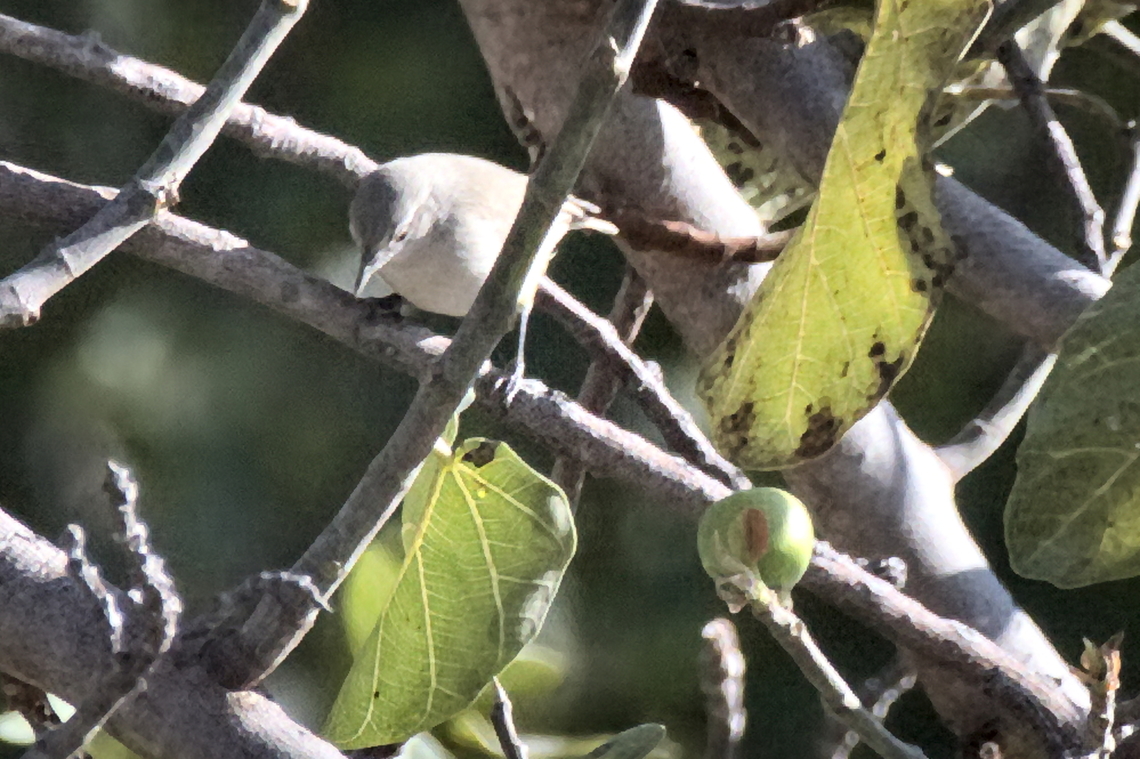 Salvadori-s Eremomela  Angola,Eremomela salvadorii,Geotagged,Salvadoris eremomela,Winter