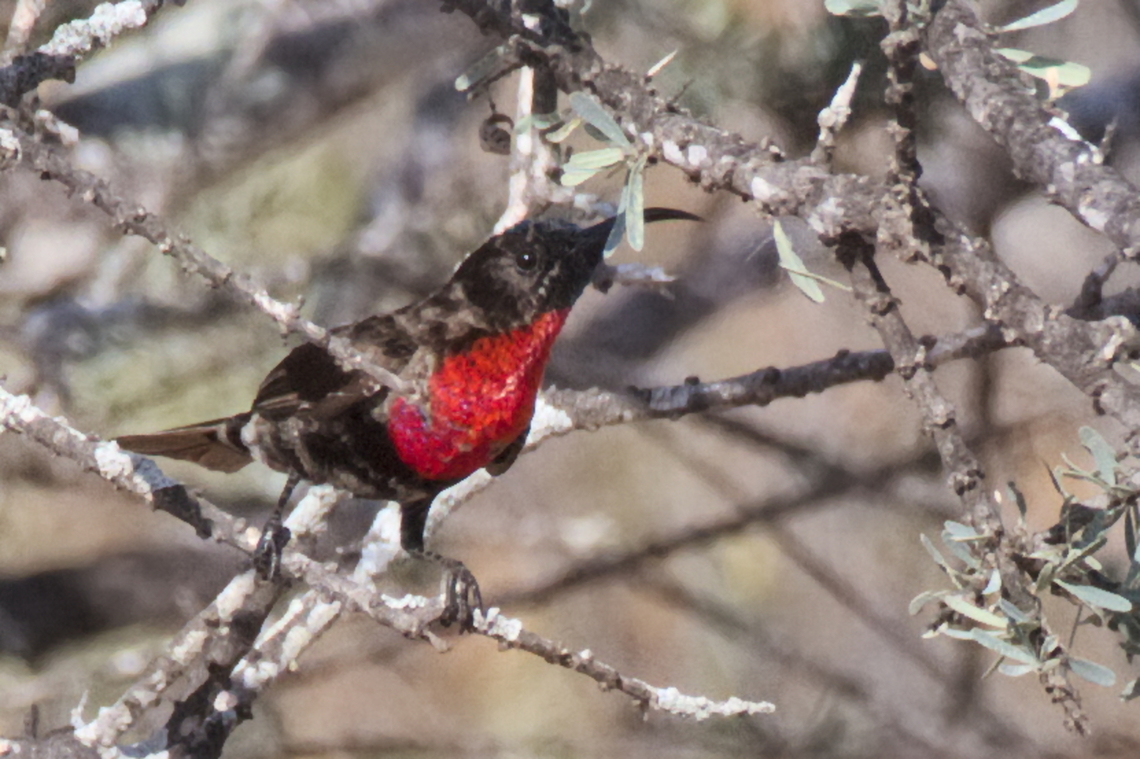 Scarlet-chested Sunbird  Angola,Chalcomitra senegalensis,Geotagged,Scarlet-chested sunbird,Winter