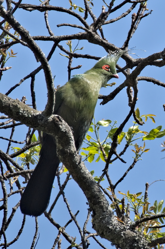 Schalow-s Turaco  Angola,Geotagged,Schalows turaco,Tauraco schalowi,Winter