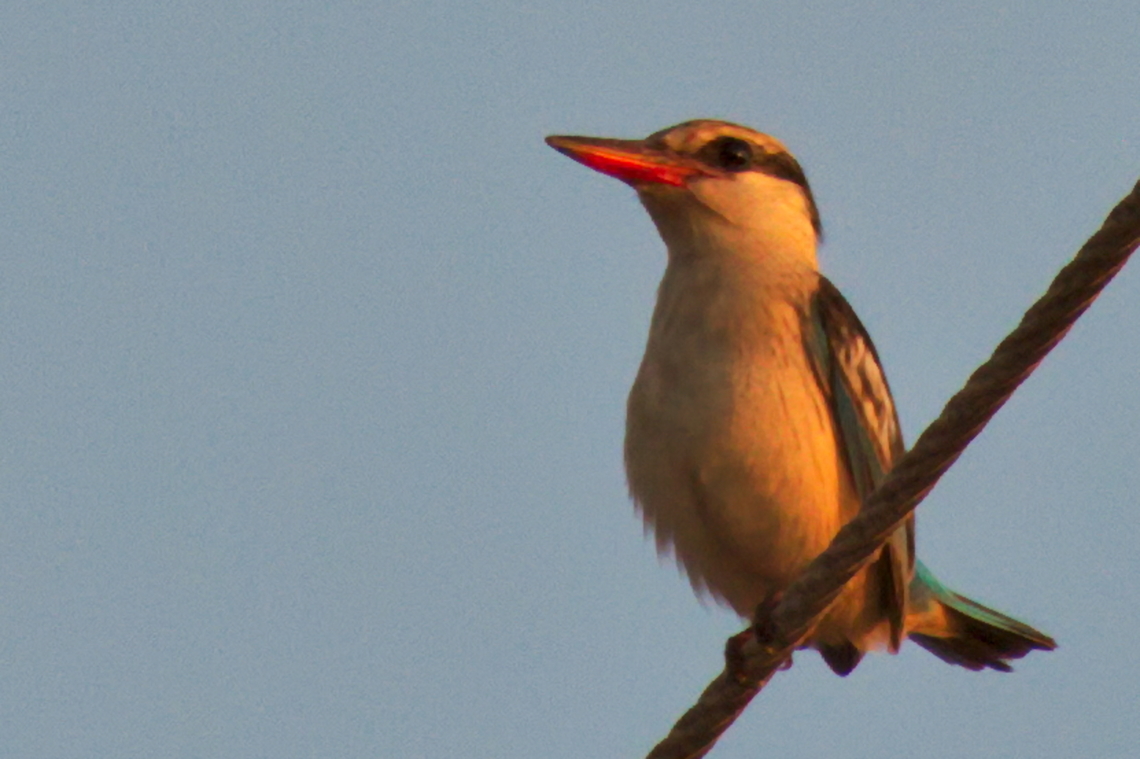 Striped Kingfisher  Angola,Fall,Geotagged,Halcyon chelicuti,striped kingfisher