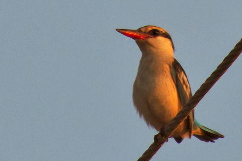 Striped Kingfisher  Angola,Fall,Geotagged,Halcyon chelicuti,striped kingfisher