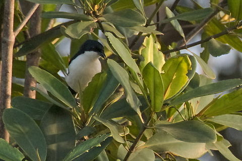 Swamp Boubou  Angola,Fall,Geotagged,Laniarius bicolor,Swamp boubou