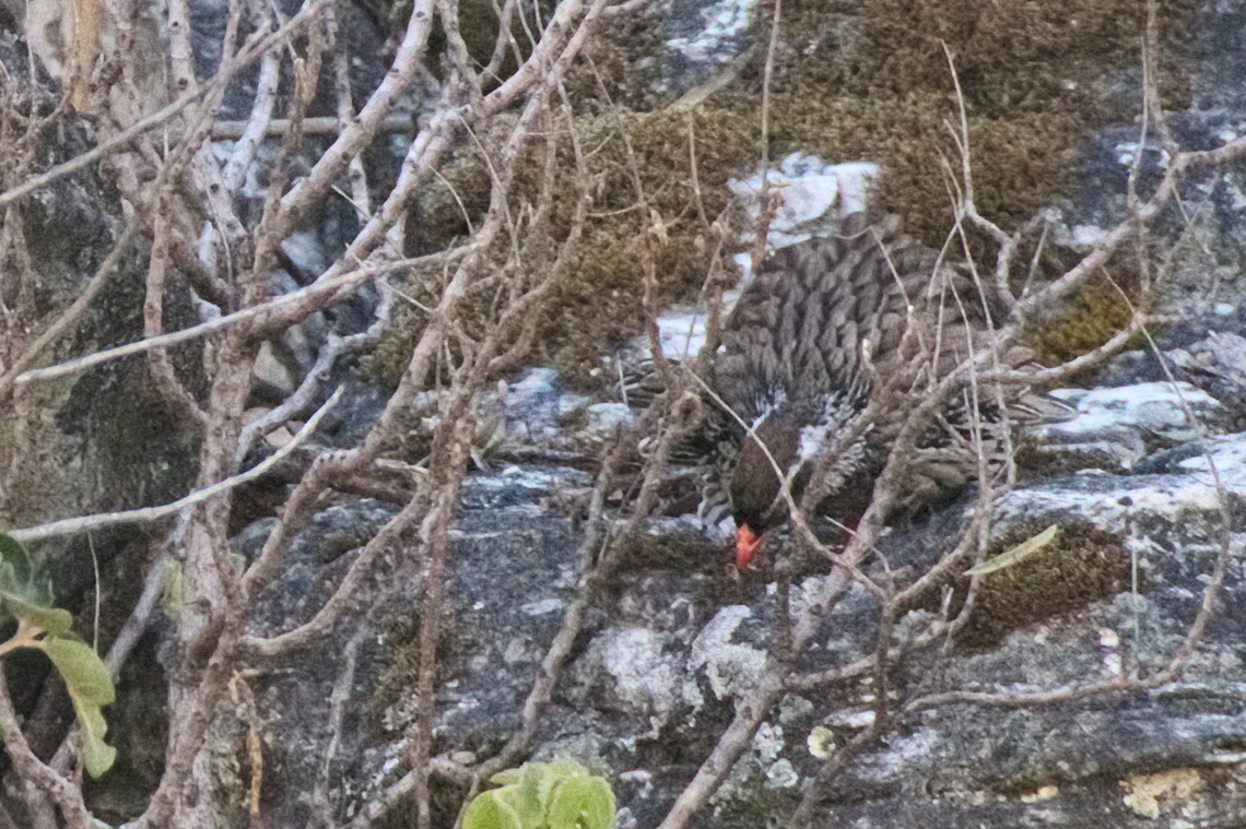 Swierstra-s Spurfowl endemic bird in Angola<br />
hideous &amp; highly searched for<br />
typical behaviour shown Angola,Endemic species,Geotagged,Pternistis swierstrai,Swierstras spurfowl,Winter