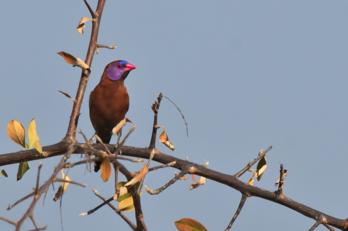 Violet-cheeked Waxbill  Angola,Geotagged,Granatina granatina,Violet-eared waxbill,Winter