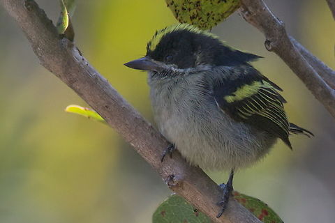 Western Tinkerbird  Angola,Geotagged,Pogoniulus coryphaea,Western tinkerbird,Winter