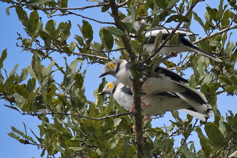 White-crested Helmetshrike giving the Town Musicians of Bremen Angola,Fall,Geotagged,Prionops plumatus,White-crested helmetshrike