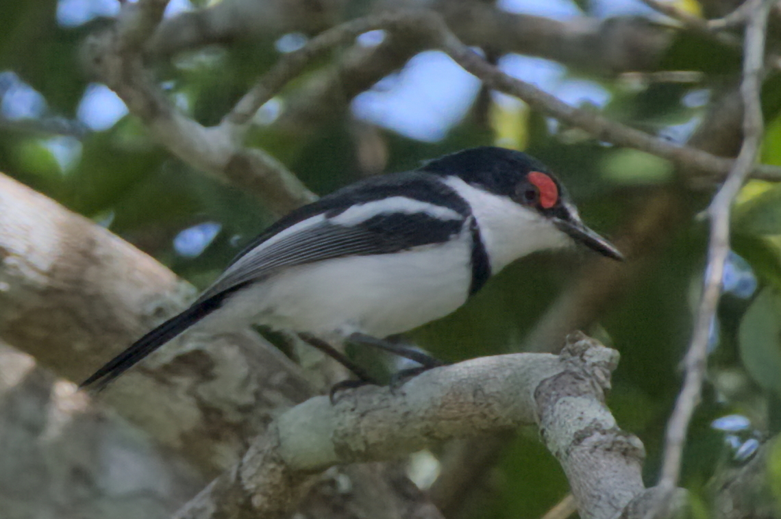 White-fronted Wattle-eye another endemic bird to Angola Angola,Endemic species,Fall,Geotagged,Platysteira albifrons,White-fronted wattle-eye