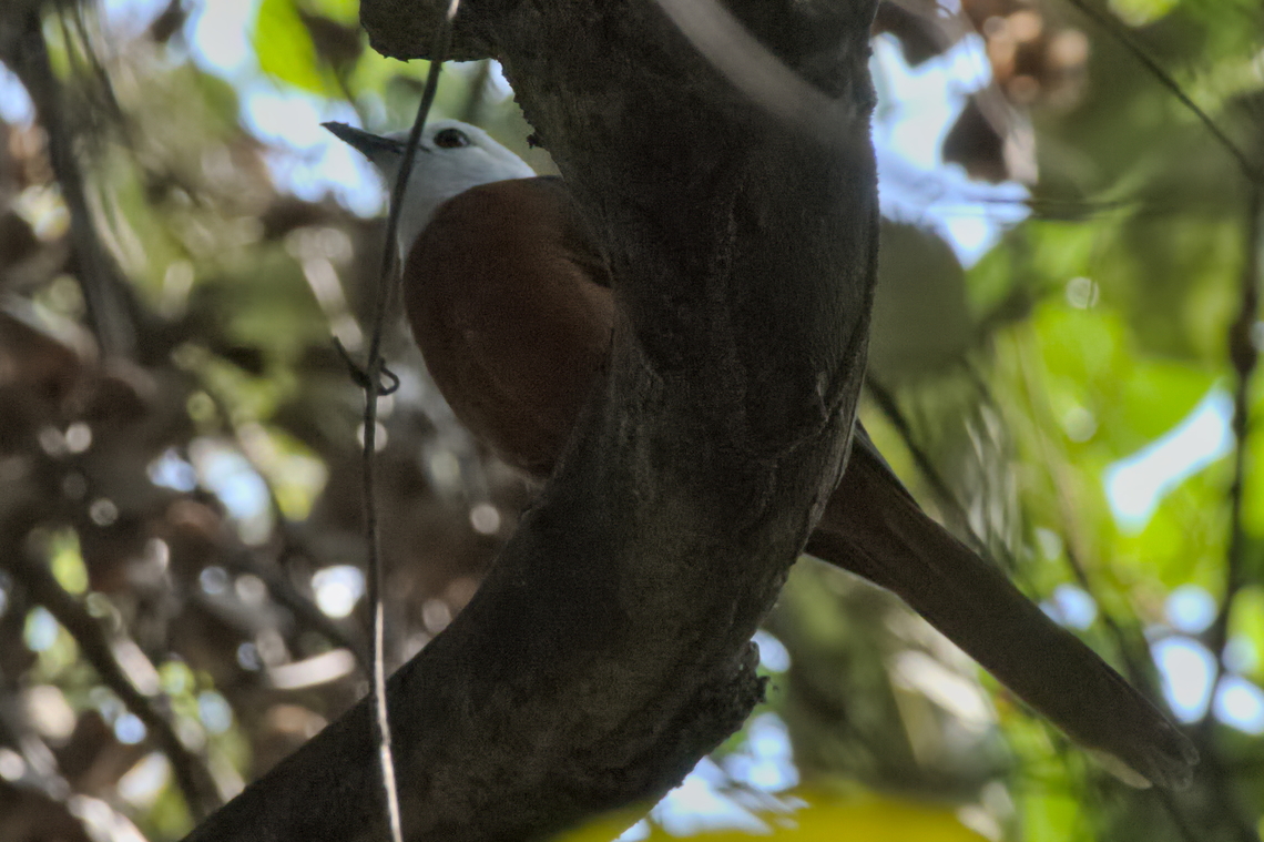 White-headed Robin-Chat difficult bird Angola,Cossypha heinrichi,Geotagged,White-headed robin-chat,Winter