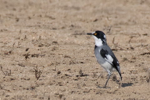 White-tailed Shrike  Angola,Geotagged,Lanioturdus torquatus,White-tailed shrike,Winter
