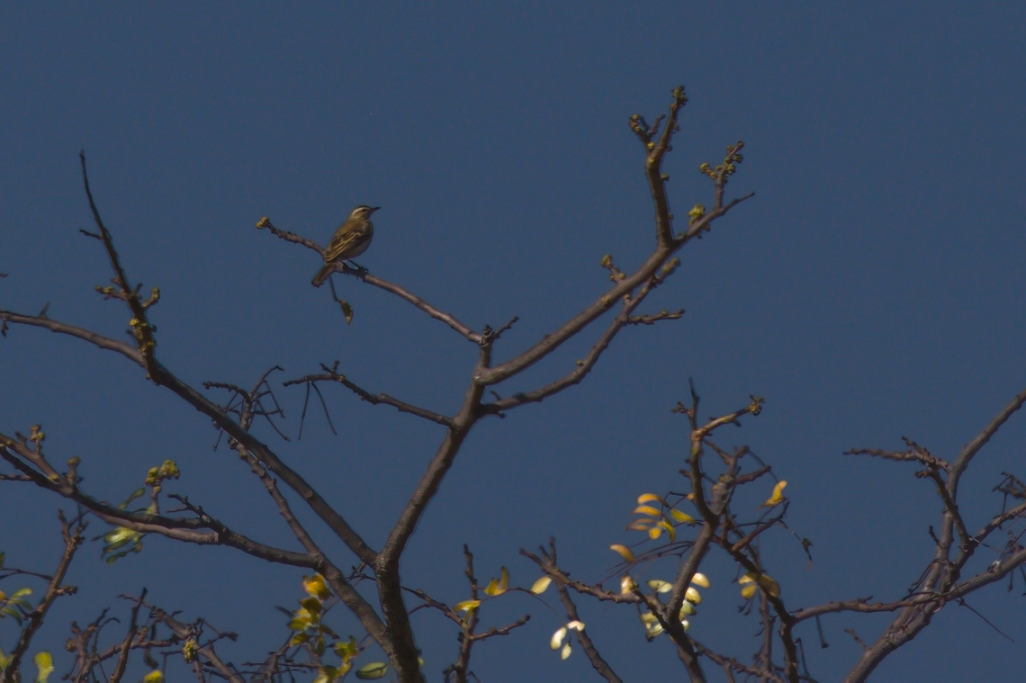 Wood Pipit  Angola,Anthus nyassae,Geotagged,Winter,Wood pipit