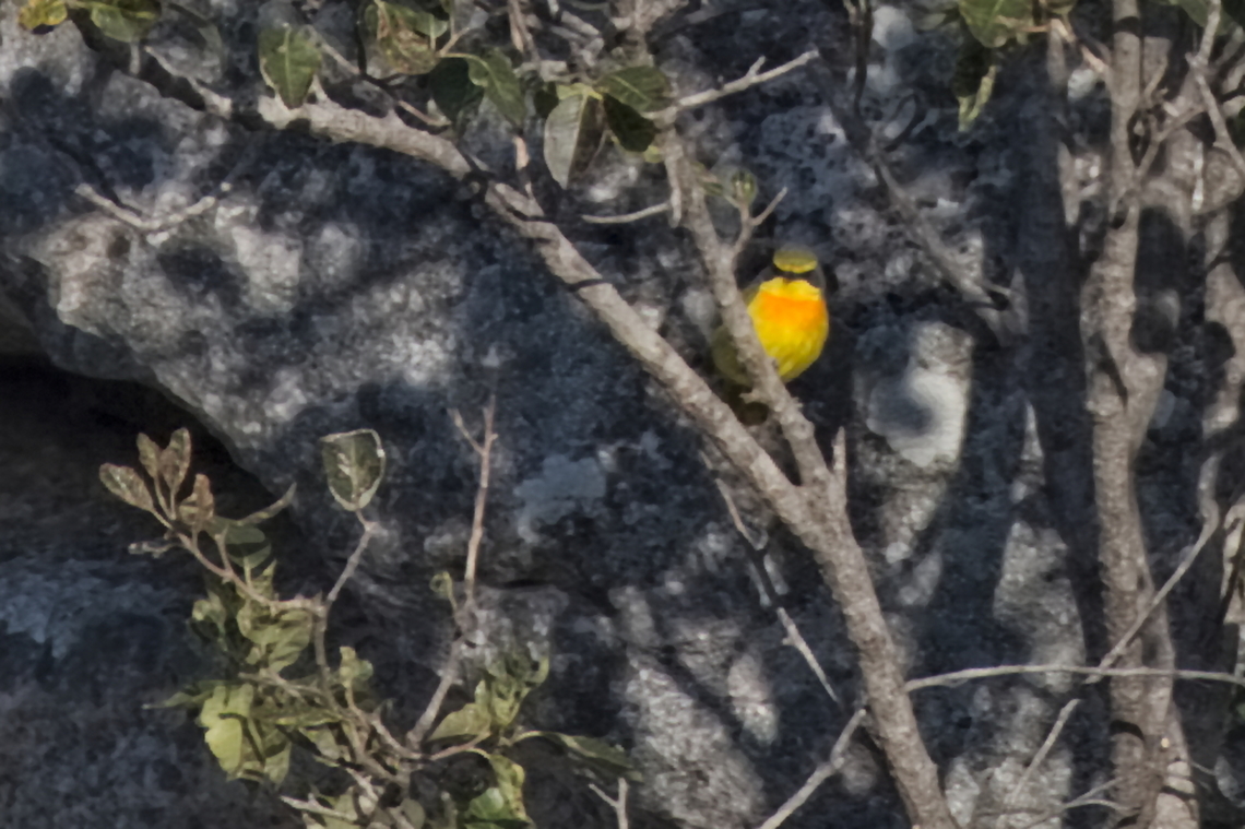 Yellow-bellied Greenbul changed into Sulphur-breasted Bushshrike  Angola,Chlorocichla flaviventris,Chlorophoneus sulfureopectus,Geotagged,Orange-breasted bushshrike,Sulphur-breasted Bushshrike,Winter