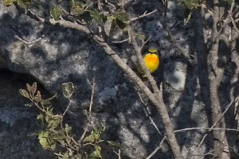 Yellow-bellied Greenbul changed into Sulphur-breasted Bushshrike  Angola,Chlorocichla flaviventris,Chlorophoneus sulfureopectus,Geotagged,Orange-breasted bushshrike,Sulphur-breasted Bushshrike,Winter