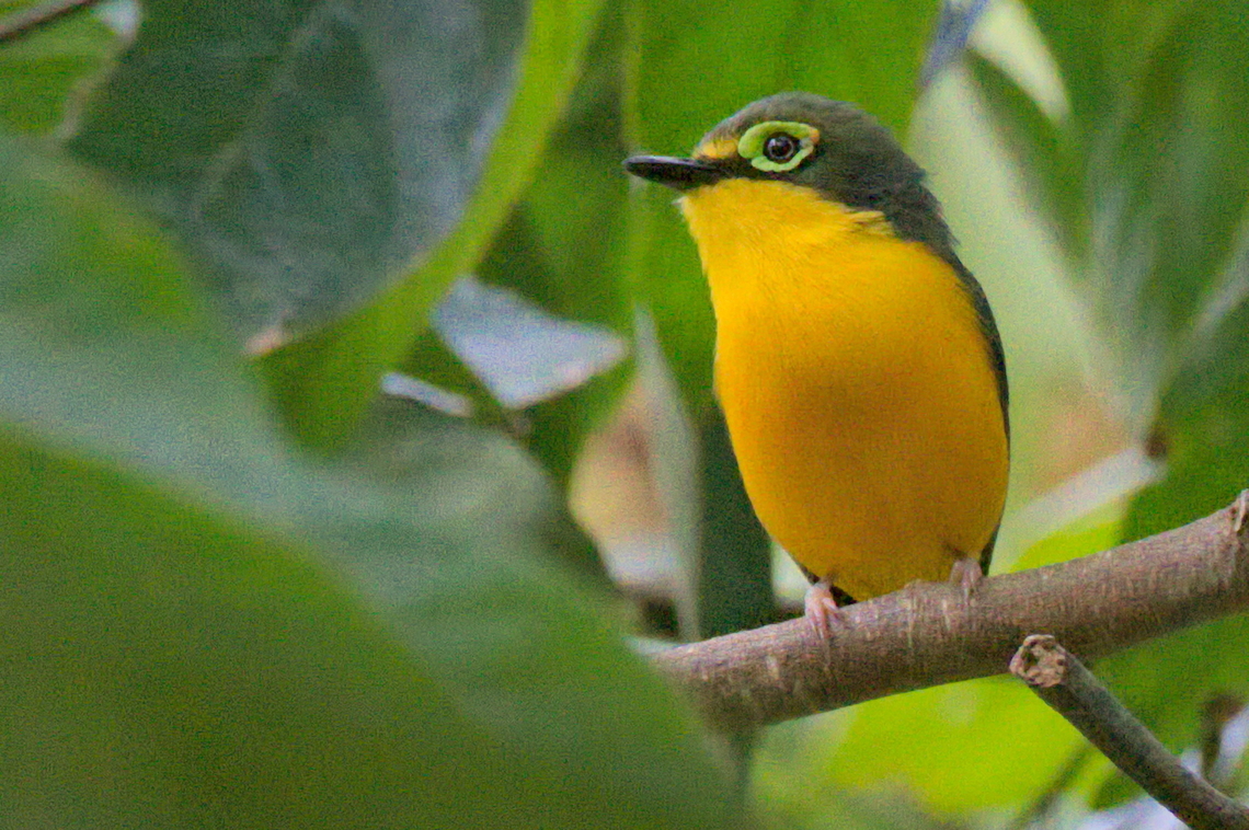 Yellow-bellied Wattle-eye  Angola,Geotagged,Platysteira concreta,Winter,Yellow-bellied wattle-eye