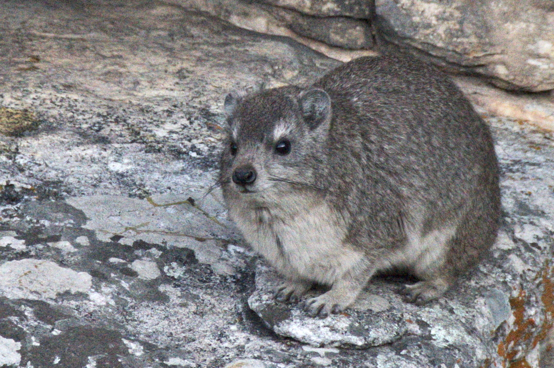 Yellow-spotted Rock Hyrax  Angola,Geotagged,Heterohyrax brucei,Winter,Yellow-spotted rock hyrax