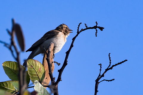Yellow-throated bush sparrow