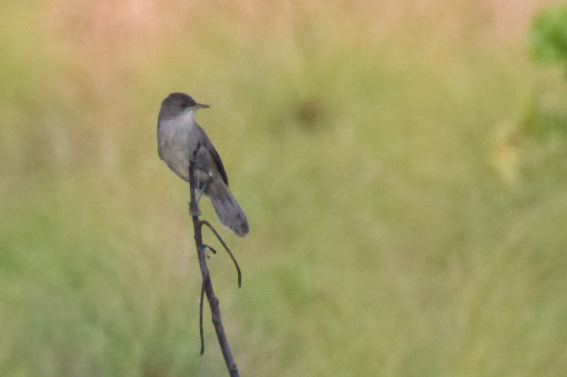 Greater Swamp Warbler  Acrocephalus  rufescens,Angola,Geotagged,Greater swamp warbler,Winter