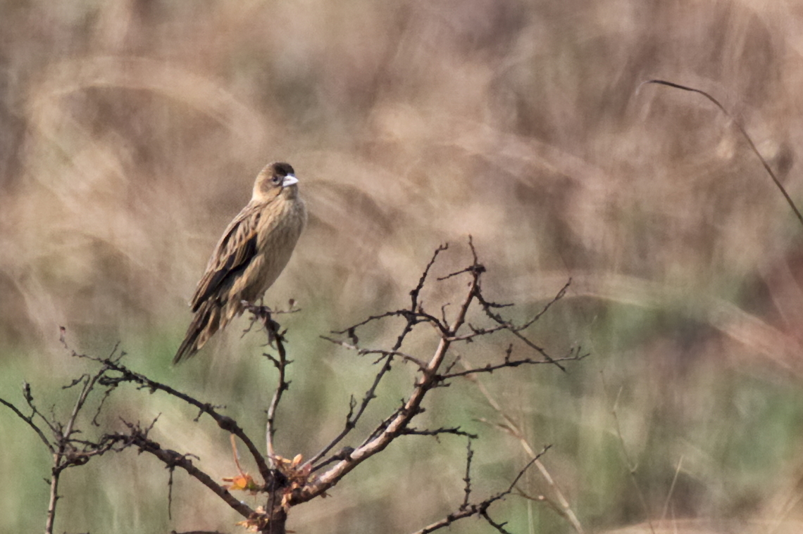 Marsh Widowbird  Angola,Euplectes hartlaubi,Geotagged,Marsh widowbird,Winter