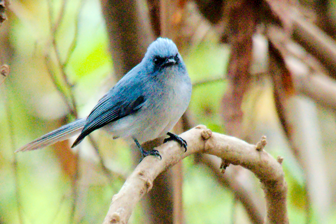 White-tailed Blue Flycatcher  Elminia albicauda,Geotagged,Summer,Uganda,White-tailed blue flycatcher
