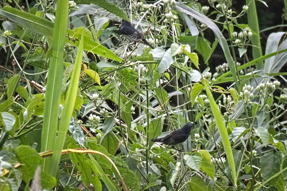 Black-and-white Mannikin two of them Angola,Black-and-white mannikin,Fall,Geotagged,Spermestes bicolor