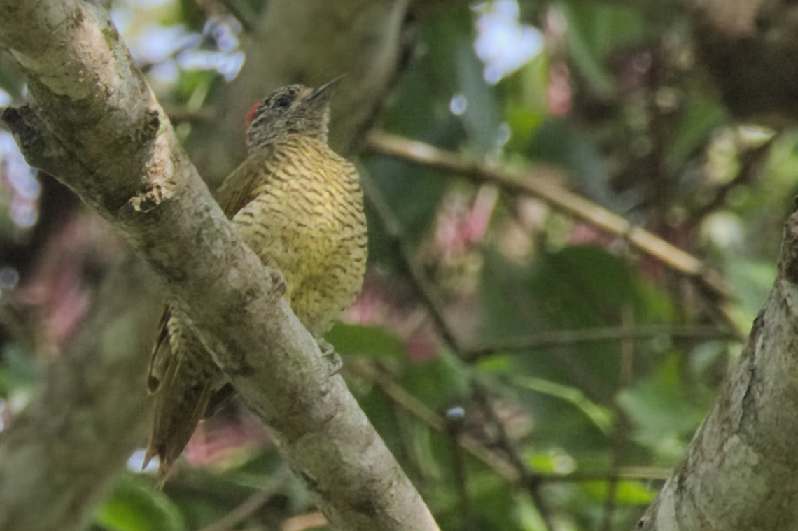 Little Green Woodpecker  Angola,Campethera maculosa,Fall,Geotagged,Little green woodpecker