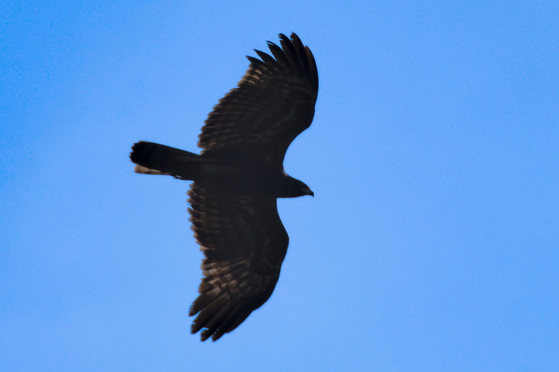 African Harrier-Hawk juvenile in Angola African harrier-hawk,Angola,Geotagged,Polyboroides typus,Winter