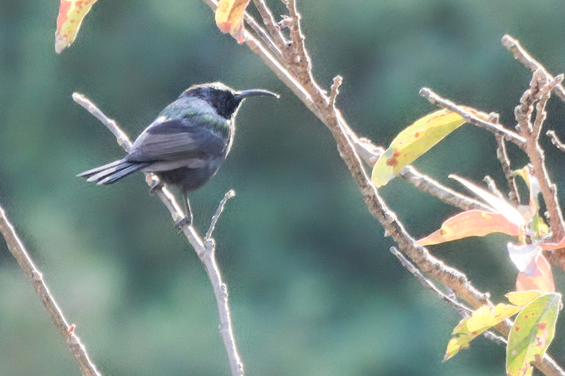Bronzy Sunbird  Angola,Bronzy sunbird,Geotagged,Nectarinia kilimensis,Winter