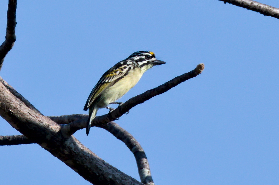 Yellow-fronted Tinkerbird  Angola,Geotagged,Pogoniulus chrysoconus,Winter,Yellow-fronted tinkerbird
