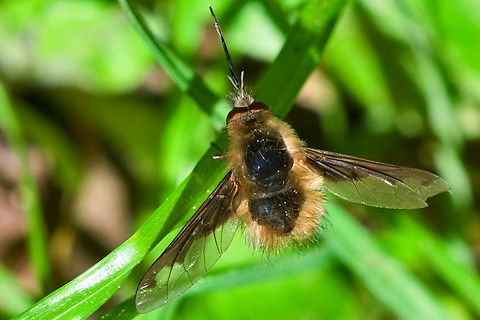 Bombylius major  Bombylius major,Geotagged,Germany,Large Bee-fly,Spring