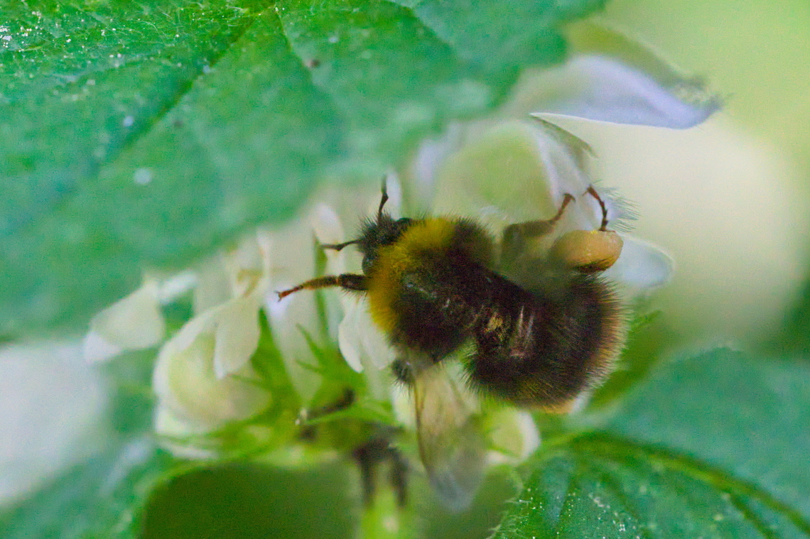 Bombus pratorum  Bombus pratorum,Early bumblebee,Geotagged,Germany,Spring