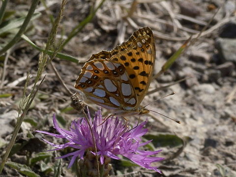 Issoria lathonia  Geotagged,Germany,Issoria lathonia,Queen of Spain Fritillary,Summer
