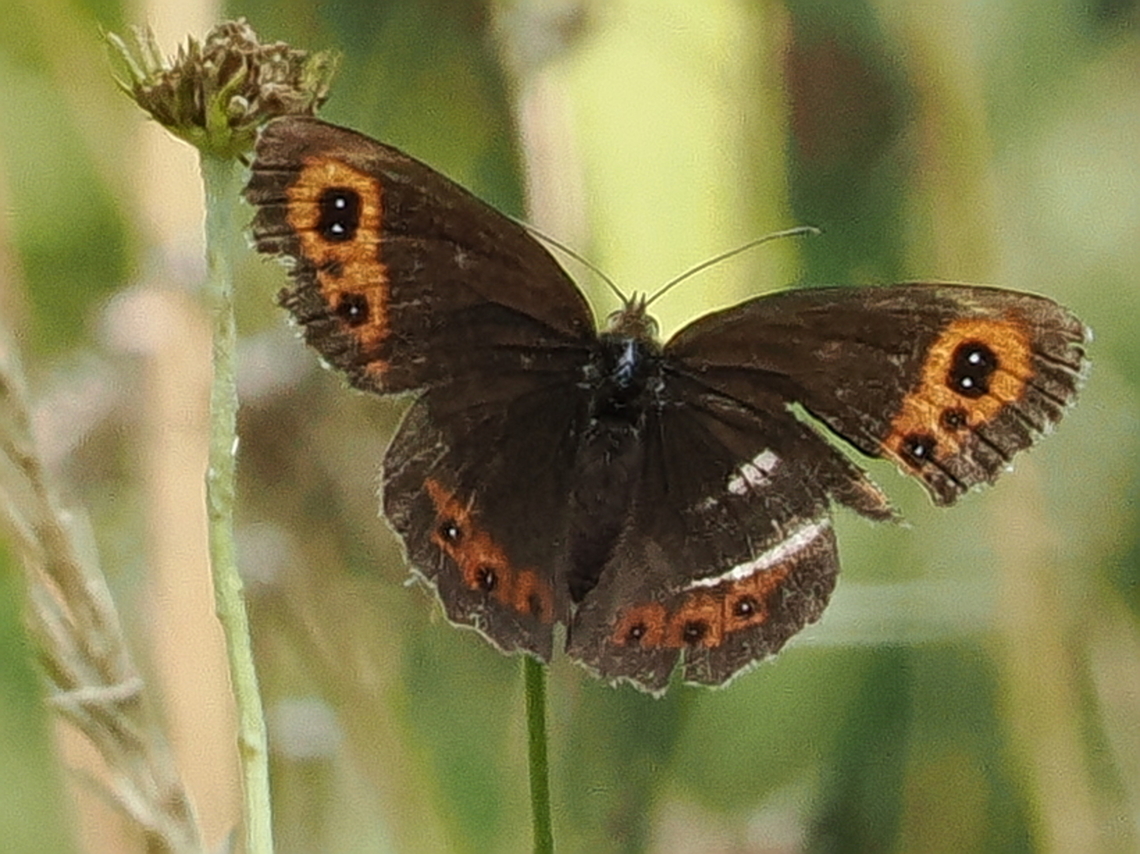 Erebia aethiops uncommon in Germany Erebia aethiops,Geotagged,Germany,Scotch argus,Summer