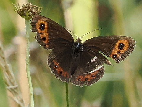 Erebia aethiops uncommon in Germany Erebia aethiops,Geotagged,Germany,Scotch argus,Summer