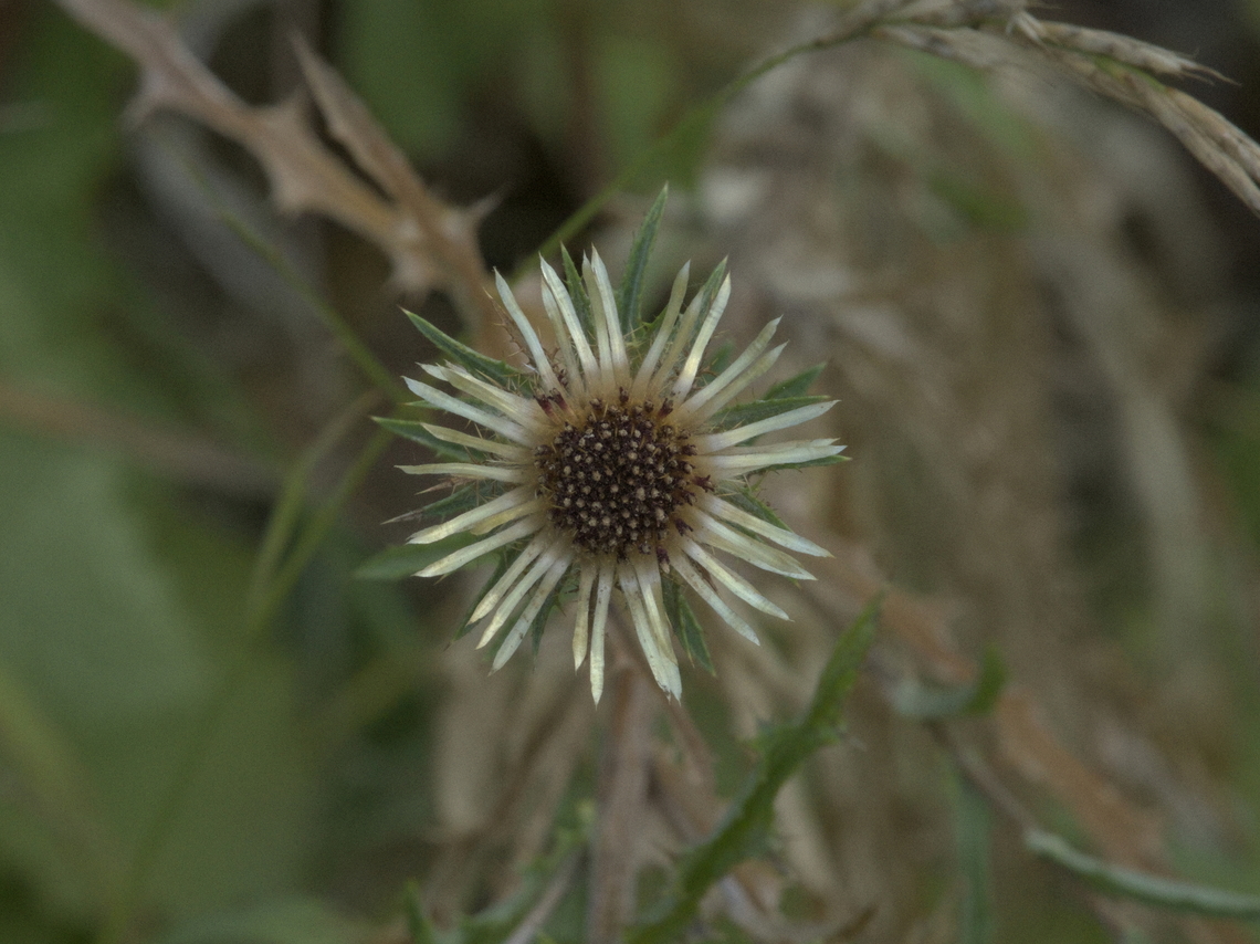 Carlina vulgaris  Carlina vulgaris,Carline Thistle,Geotagged,Germany,Summer