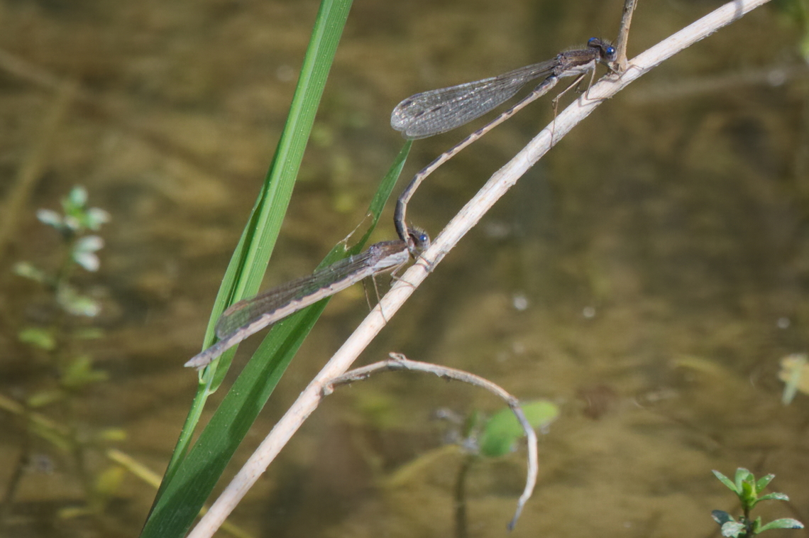 Sympecma fusca  Common Winter Damselfly,Geotagged,Germany,Spring,Sympecma fusca