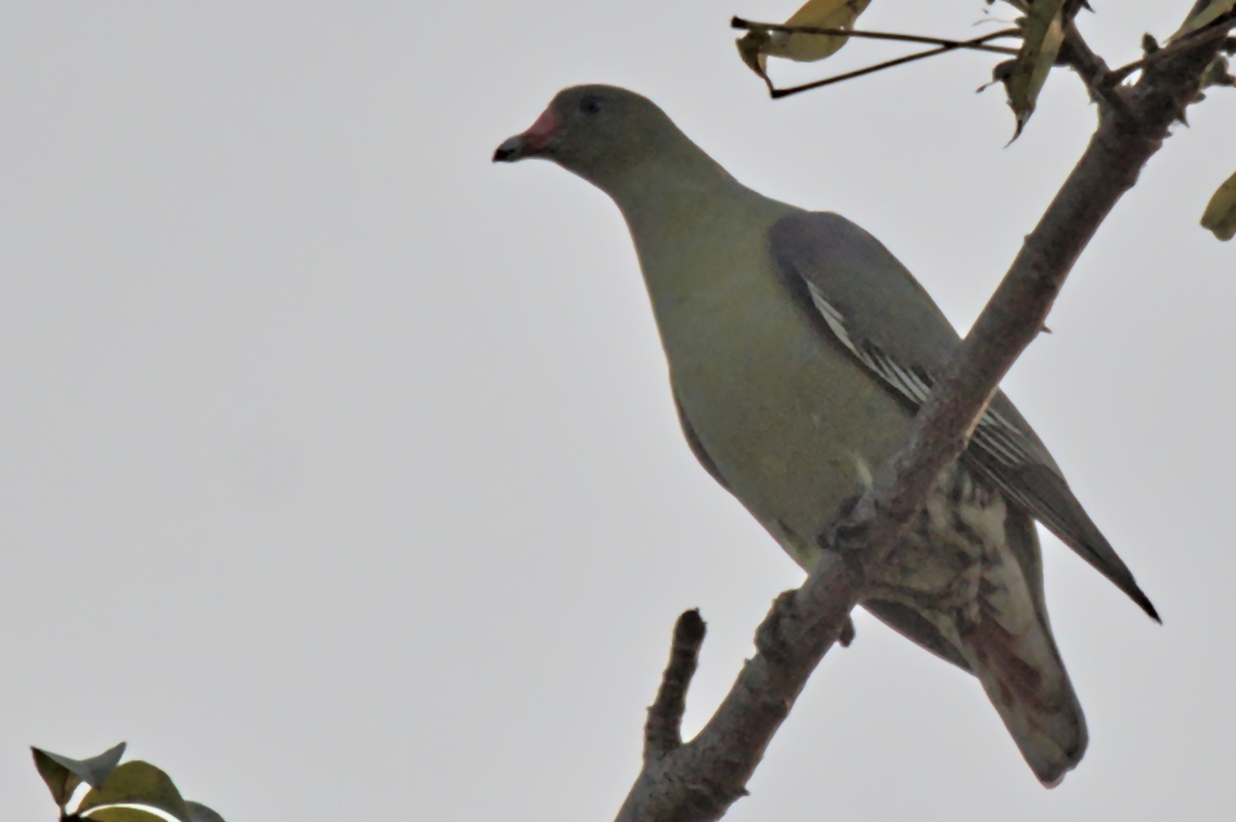 African Green Pigeon  African green pigeon,Angola,Fall,Geotagged,Treron calvus