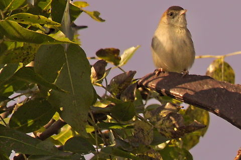 Neddicky  Angola,Cisticola fulvicapilla,Geotagged,Neddicky,Winter
