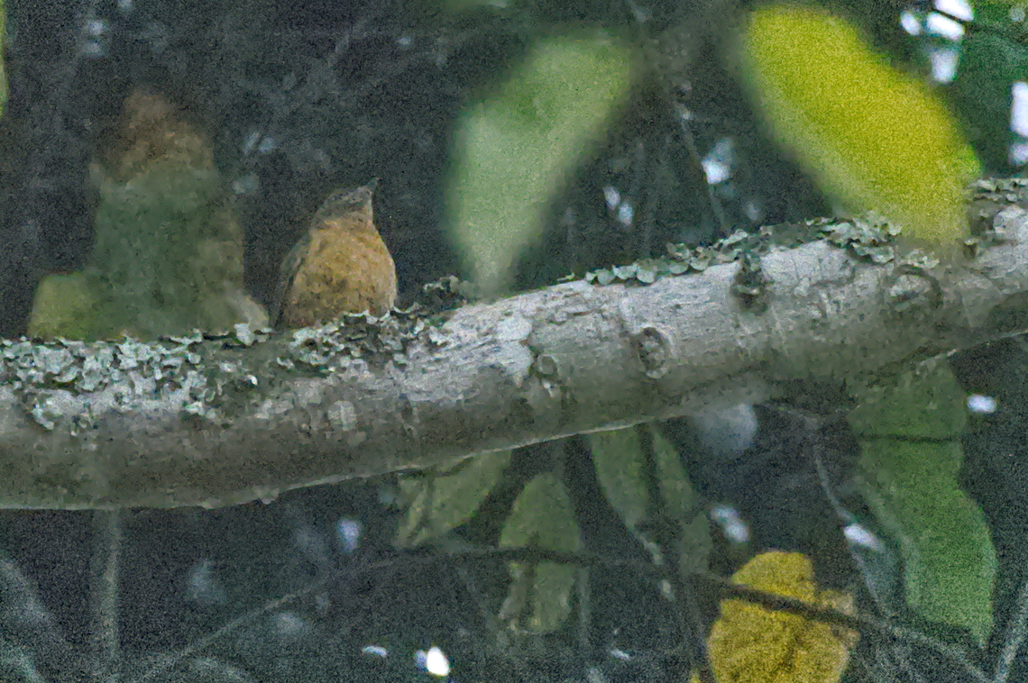 Fraser-s Rufous Thrush Fraser&#039;s Rufous Thrush Angola,Fall,Frasers rufous thrush,Geotagged,Stizorhina fraseri