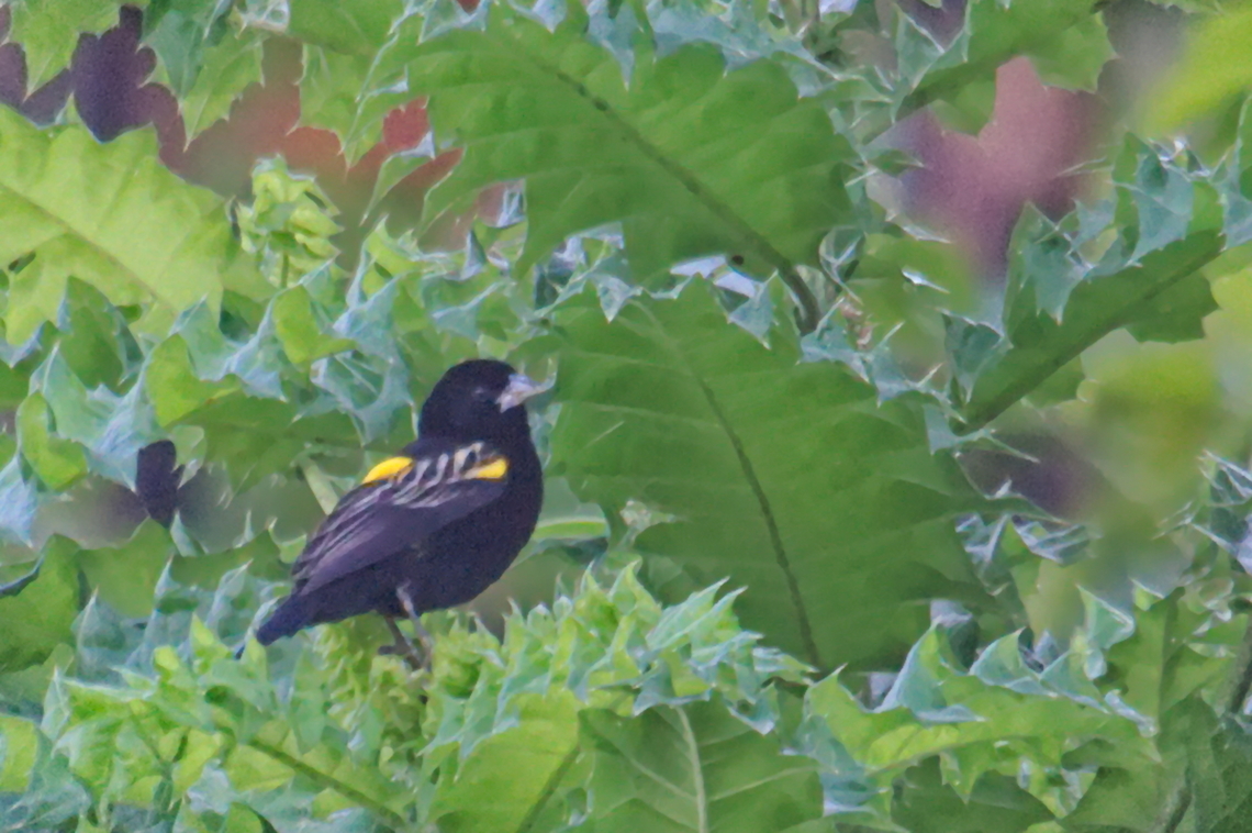 Yellow Bishop from Uganda Euplectes capensis,Geotagged,Summer,Uganda,Yellow bishop
